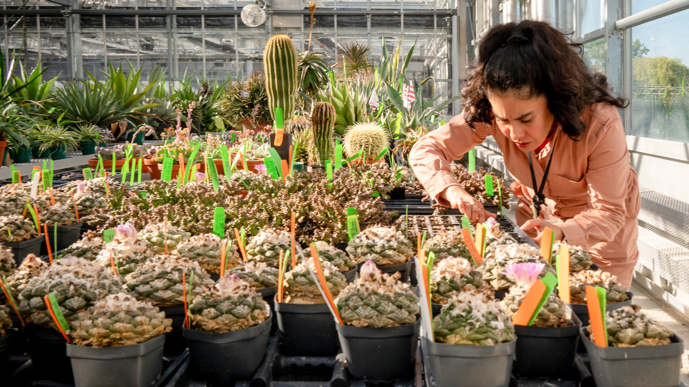 Gabriela Rocha Alvarez with ariocarpus plants