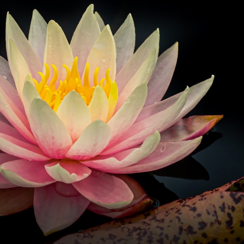 Lightroom 2: Realizing Your Vision