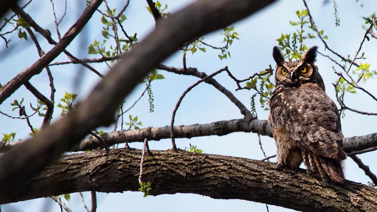 Wildlife